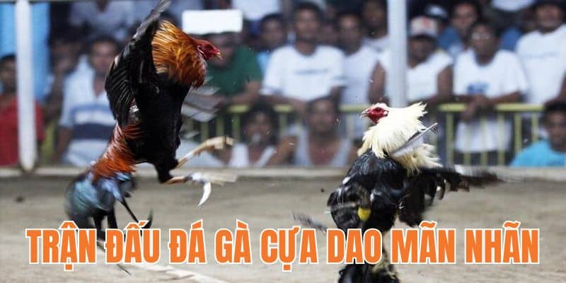 Hệ thống cung cấp hàng loạt trận đấu mãn nhãn